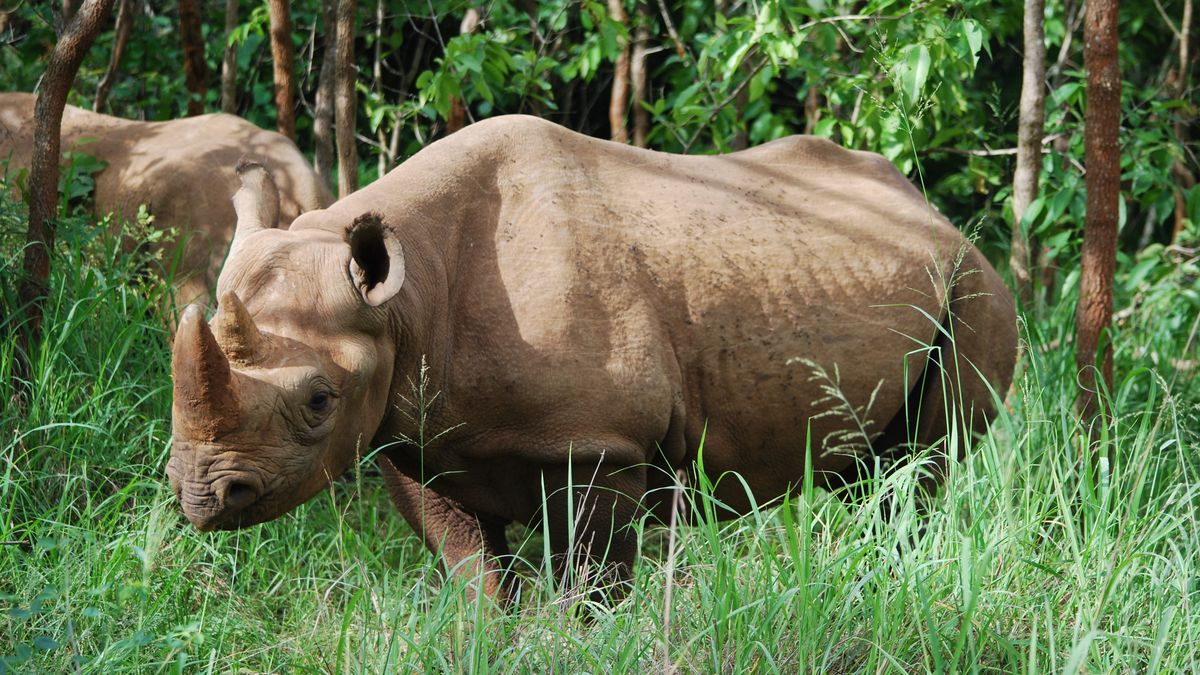 Nosorožci z Dvora Králové byli vypuštěni do volné přírody